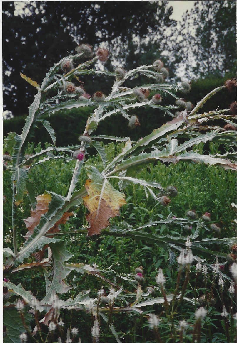 The whiteness of a thistle contrasts with garden greenery.