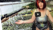 A screen capture of a frame from a video by Peaceful Belly Farm.