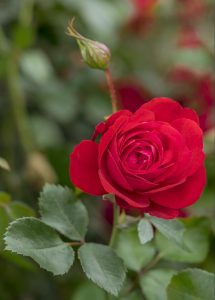 The new Canadian Shield rose is a brilliant red hardy landscape rose.