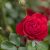 The new Canadian Shield rose is a brilliant red hardy landscape rose.