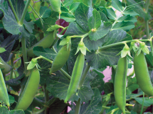 Pea pods ripe for harvesting from West Coast Seeds Ltd.