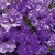 Close-up of Petunia Night Sky.
