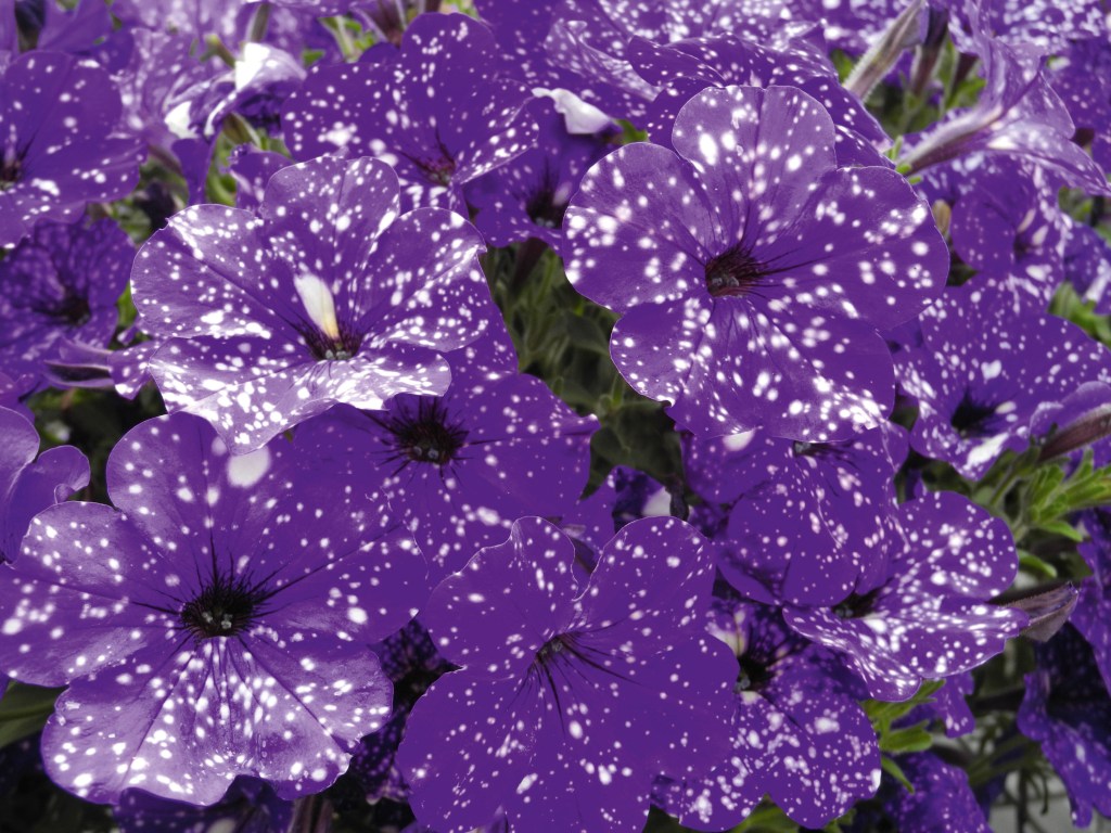 Close-up of Petunia Night Sky.