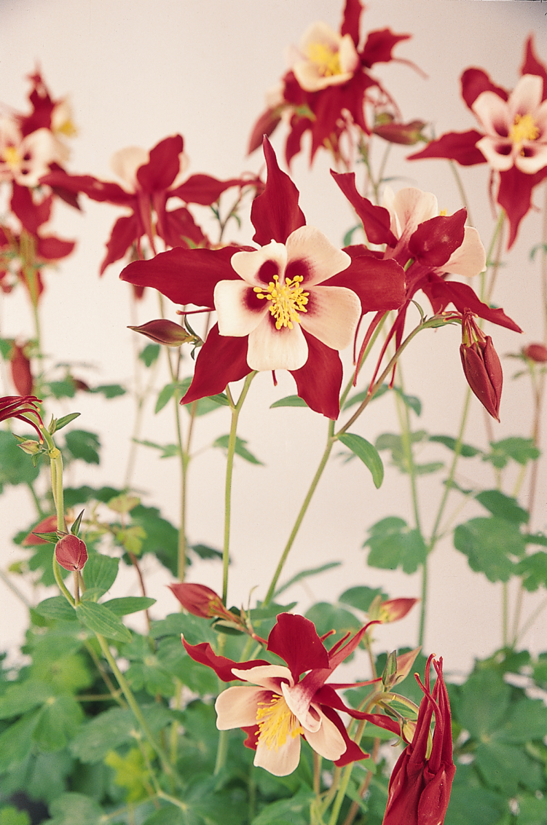 A group of red and white Aquilegias.