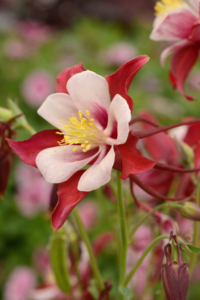 A close-up of Aquilegia Swan Red and White