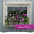 A hanging planter surrounded by an ornate frame by Proven Winners.