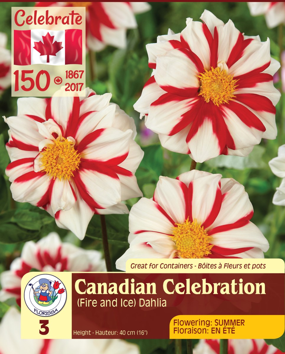 A package of Fire and Ice Dahlias from Florissa.