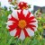 Dahlia 'Fire and Ice' is red and white, perfect for Canada 150.