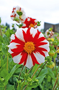 Dahlia 'Fire and Ice' is red and white, perfect for Canada 150.