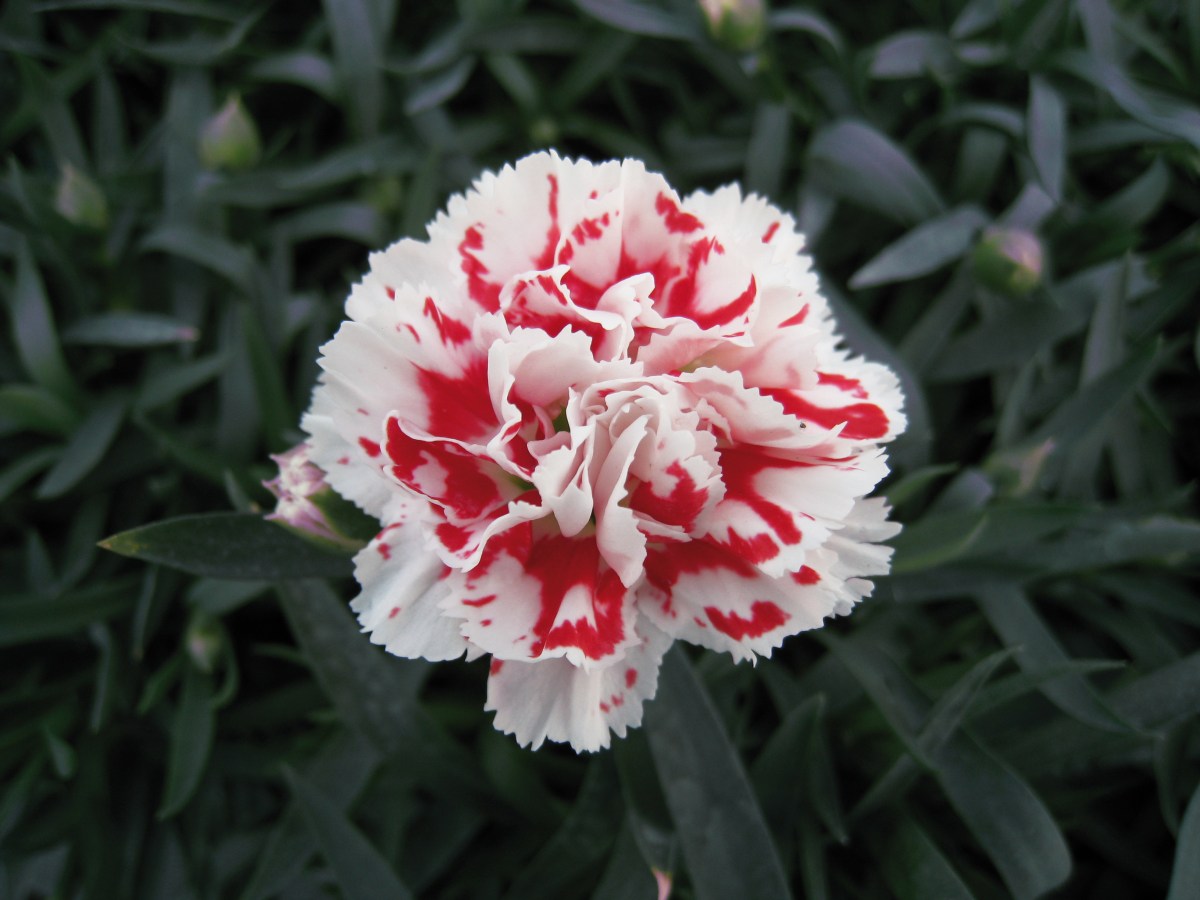 A red and white carnation bloom.