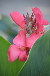 A close-up of the scarlet blossoms of a Toucan Rose canna.