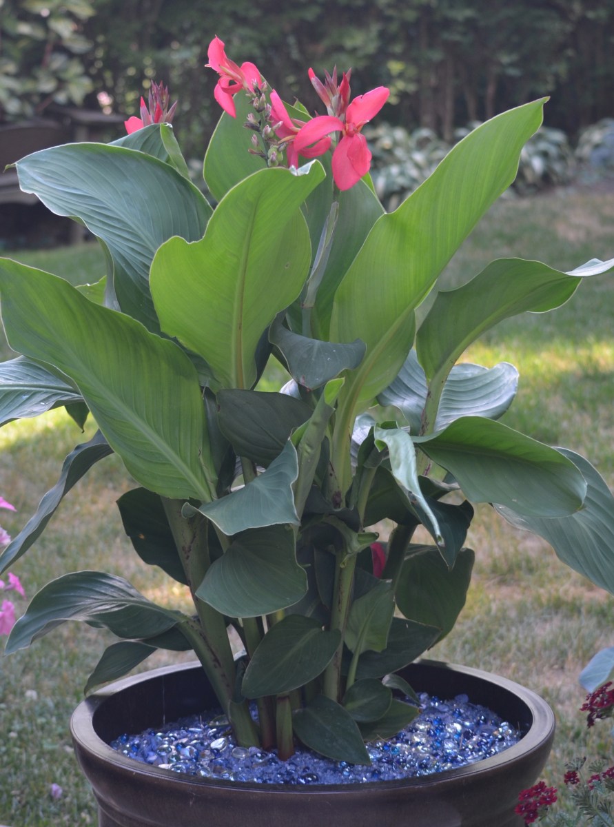 A Toucan Rose canna with blue glass mulch.