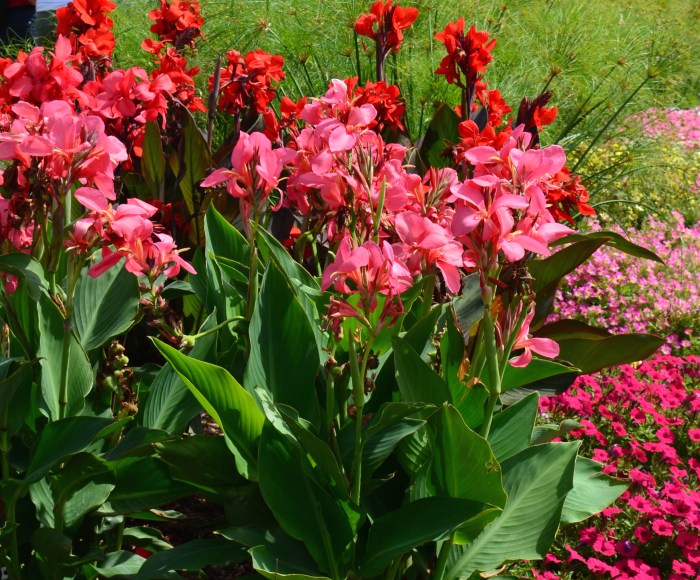 A large grouping of cannas planted in a deep border.