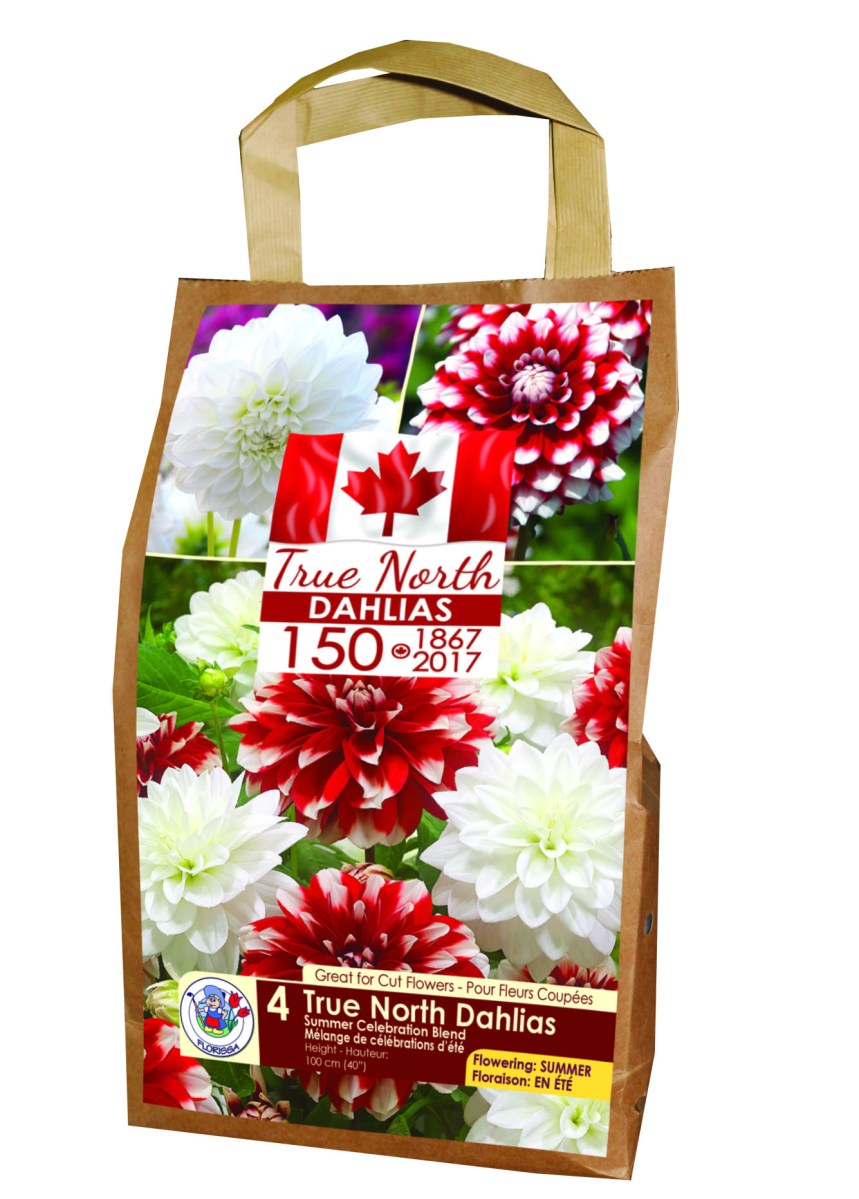 A selection of dahlias in a package.