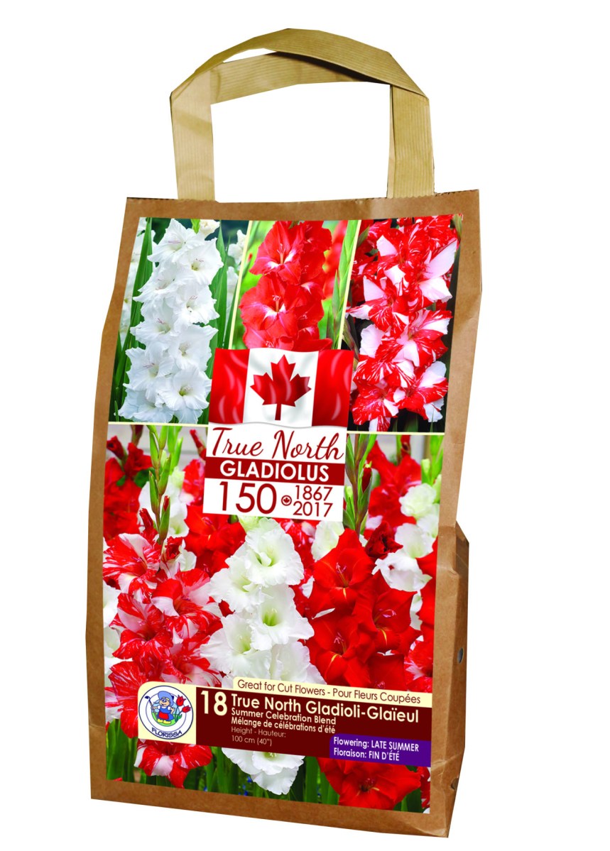 Red and white gladiolus from Florissa.