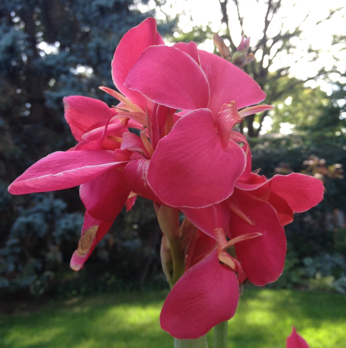 A Toucan Rose Canna bloom.