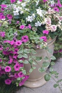 A detail of flowers in a container including pink and white blooms.