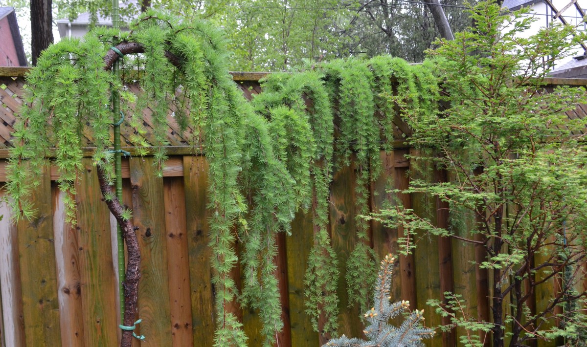 A weeping Japanese larch is a great space saver in a small garden.