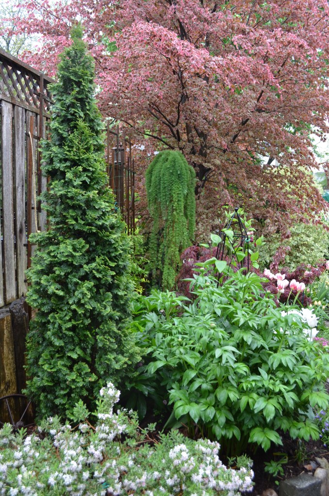 A weeping larch can add vertical interest in a small garden.
