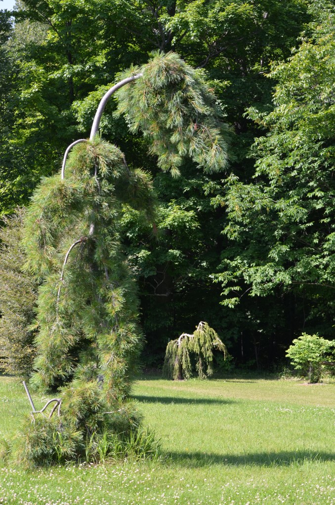 Two weeping conifers look like sculptures in a large garden.