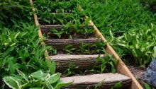 A staircase in a large woodland garden uses logs as treads