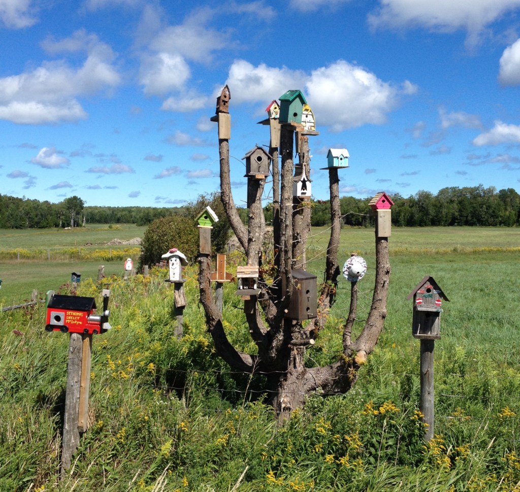 A dead tree is used as a support for many bird houses
