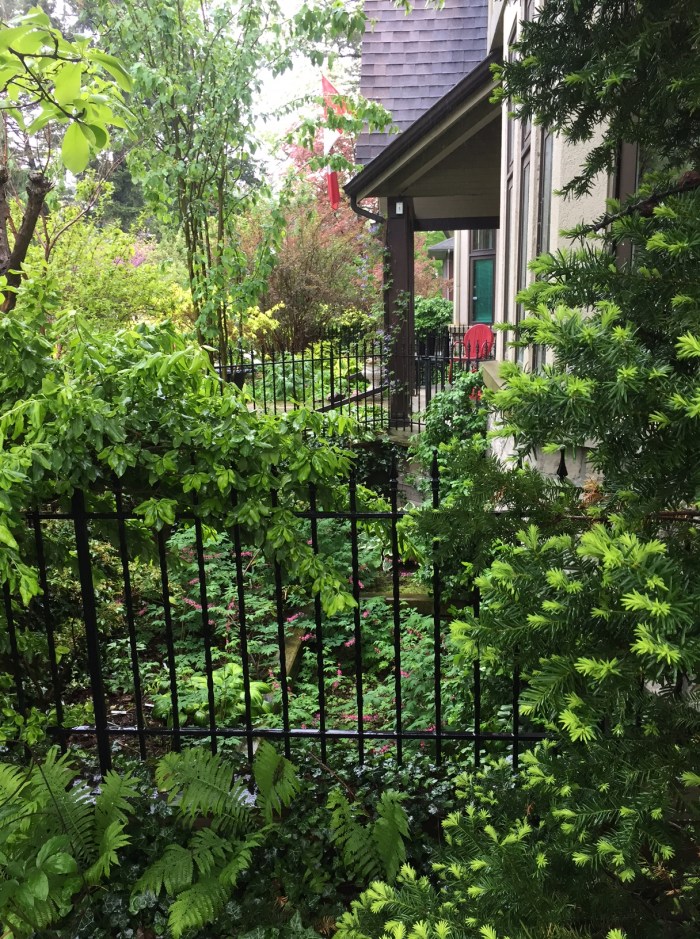 The window wells in a front garden are filled with plants