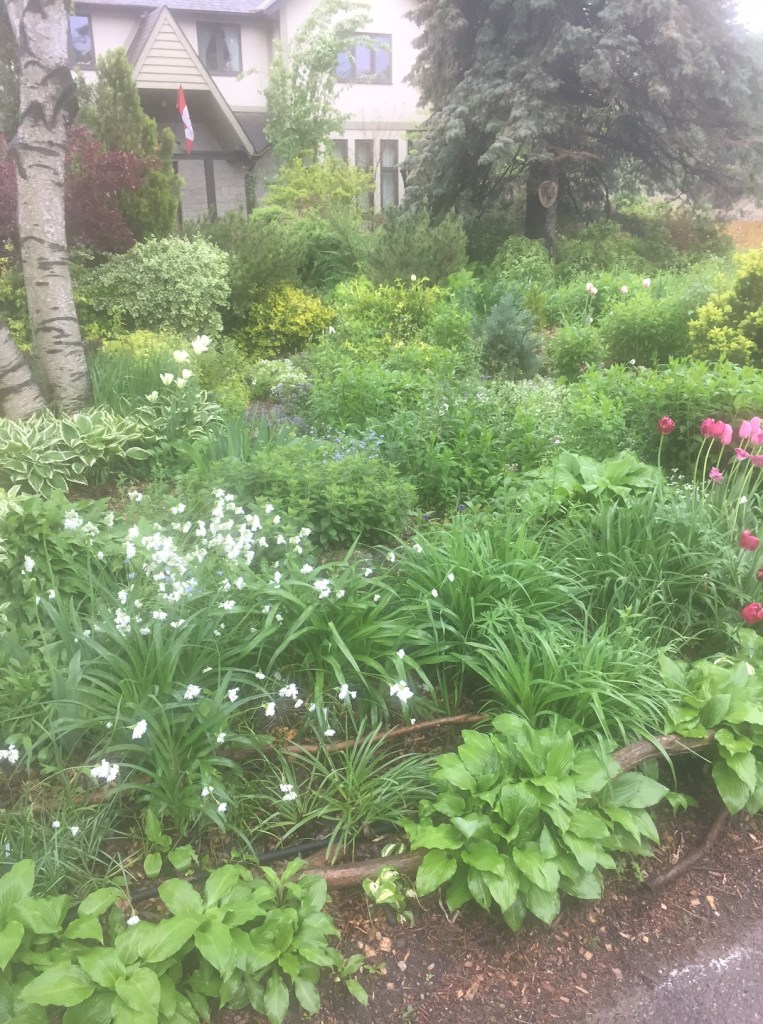 A front garden is filled with plants and flowers