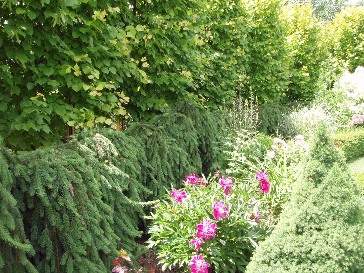 A weeping conifer makes a fence around a garden.
