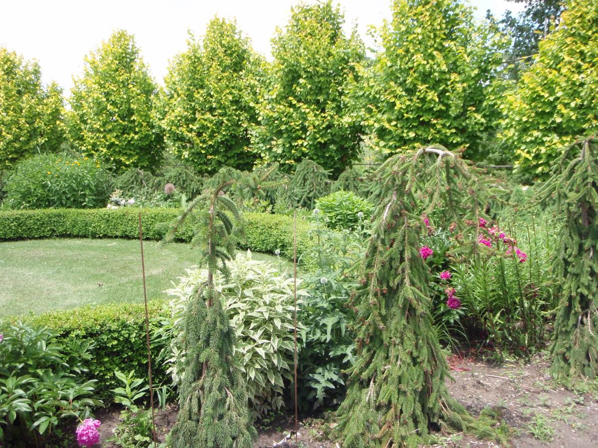 Weeping conifers surround a garden bed