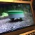 Video still of Tertill, a robotic weeder.