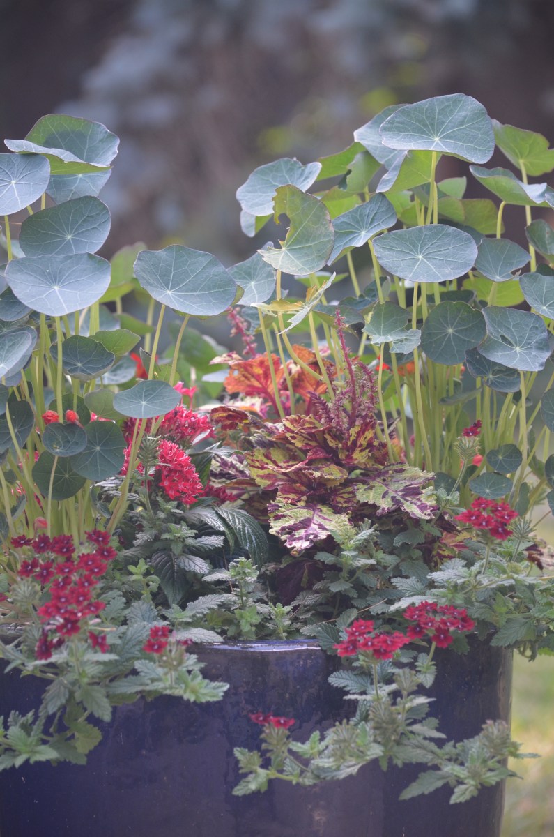 Nasturtium leaves tower over verbena blossoms in a container planting
