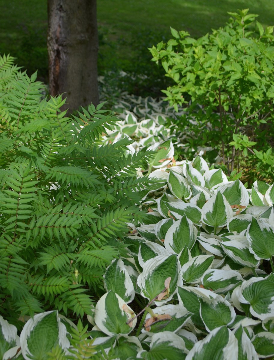 A stream of hostas flows down the hillside flanking one side of the driveway.