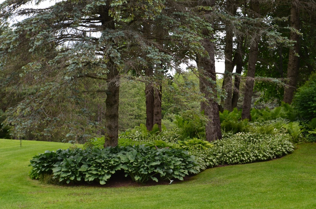 Islands are created around trees using perennials in deep beds.
