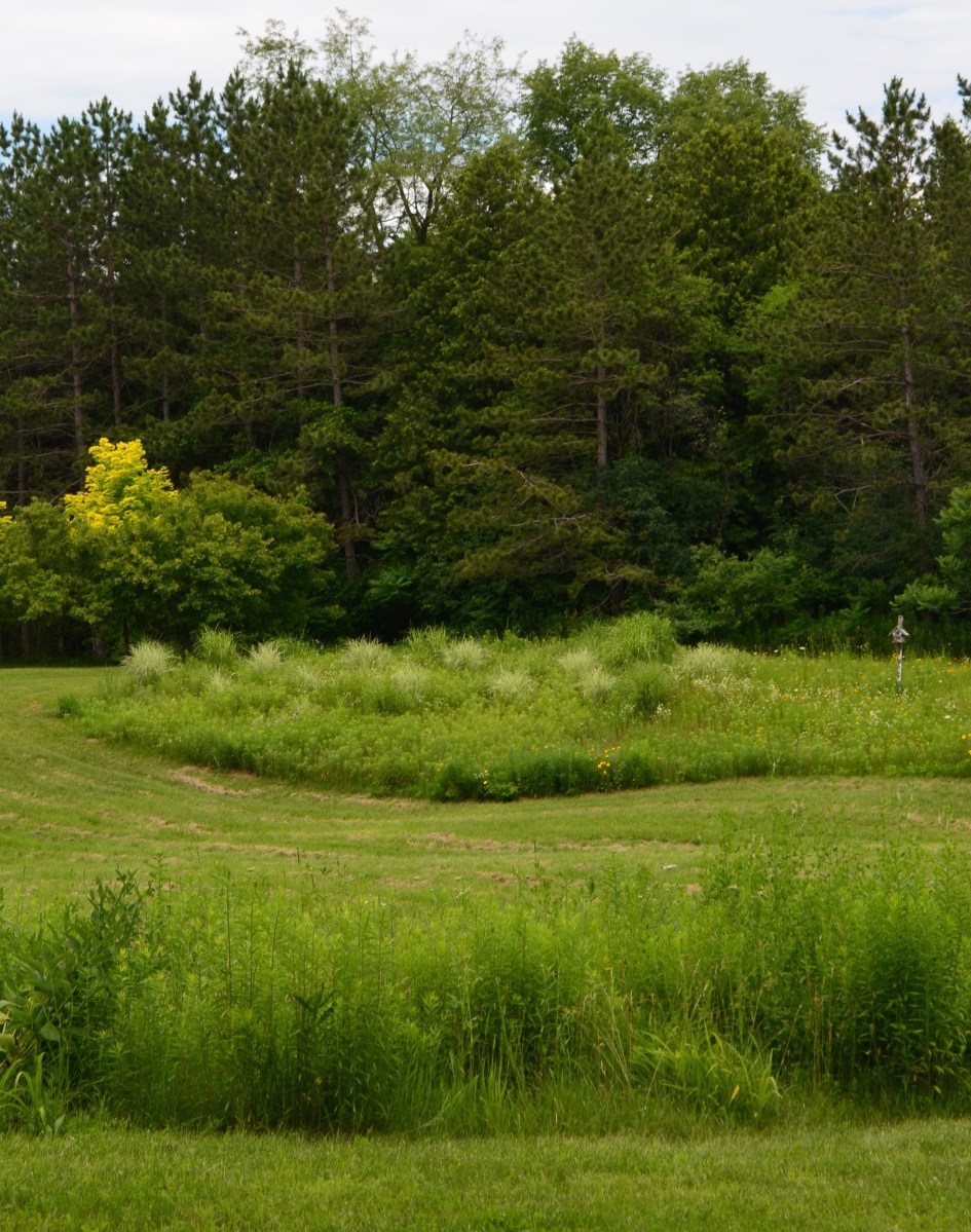 Grasses are mowed to give definition to the meadow framed by the forest.