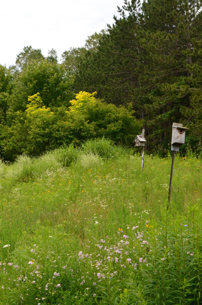 A closer look at the meadow.