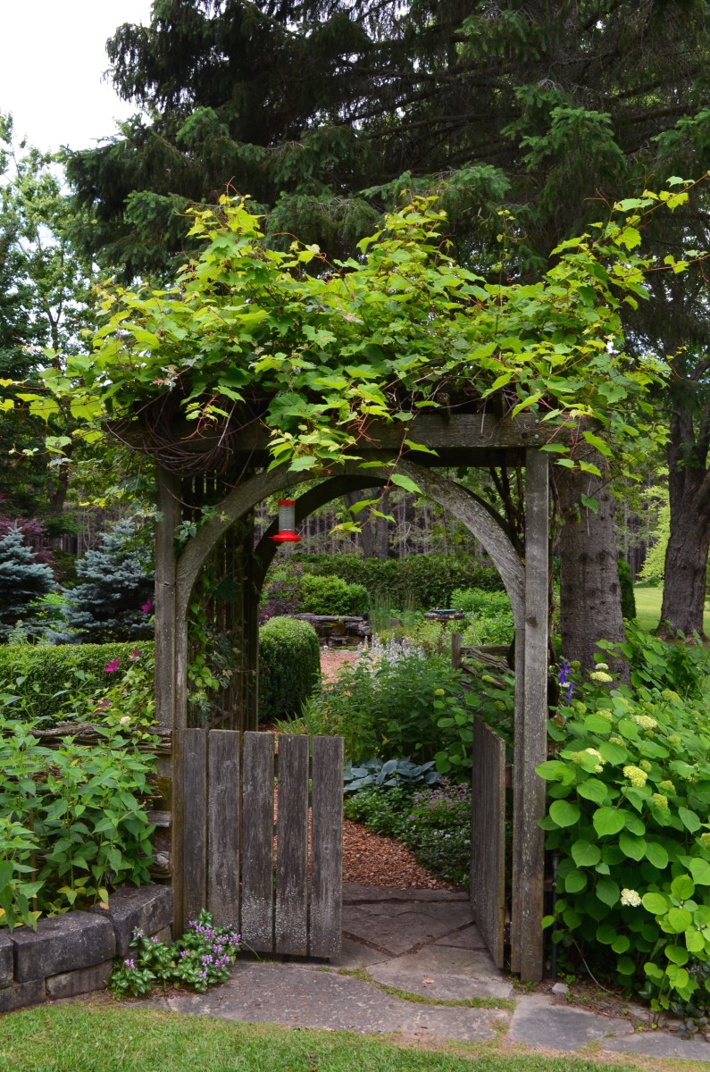 A small garden enclosed by a wooden fence and approached through a vine covered arbor with gate.