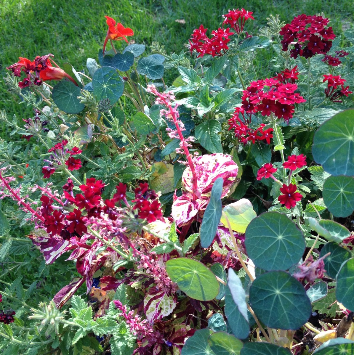 A fiery mix of red flowers and foliage in a container recipe.