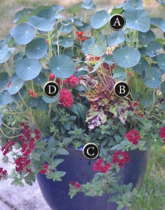 A diagram indicating the components of a container recipe featuring nasturtiums and verbena
