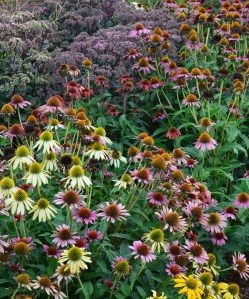 Echinacea flower seeds planted in fall for colour in the garden next year.