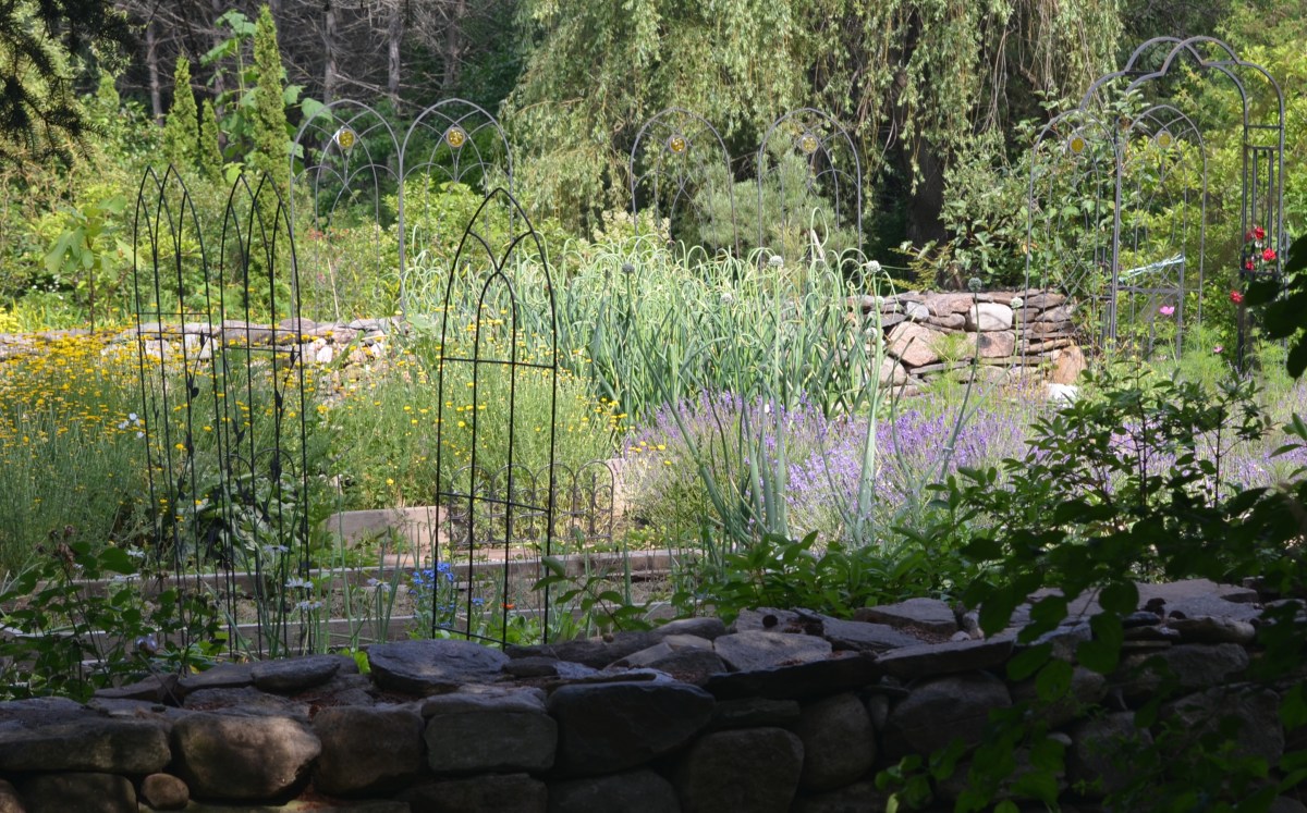 A vegetable garden filled with metal plant supports