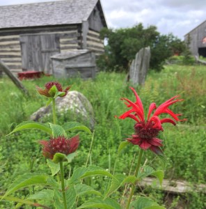 Scarlet bee balm can be planted in the fall from seed.