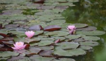 Pink water lilies in a garden in Maine.