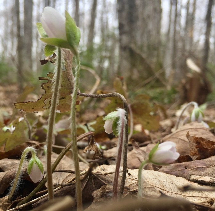 Wildflowers in spring