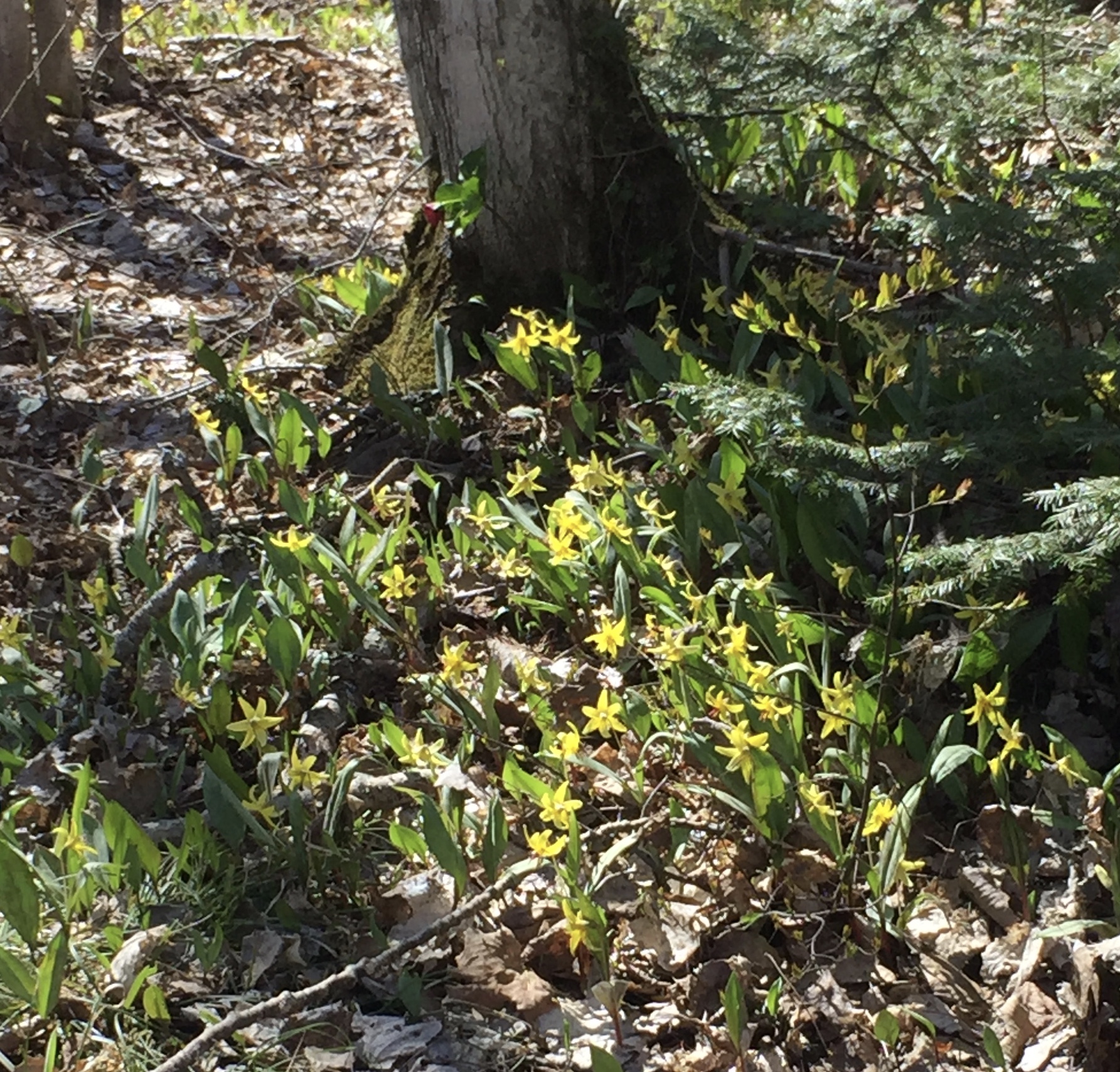 Wildflowers by a tree