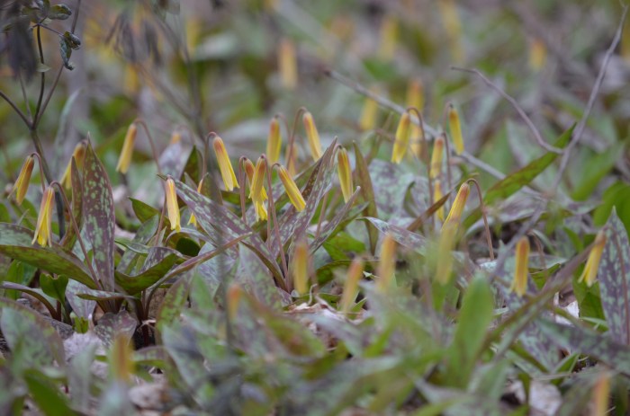 Trout lilies before opening
