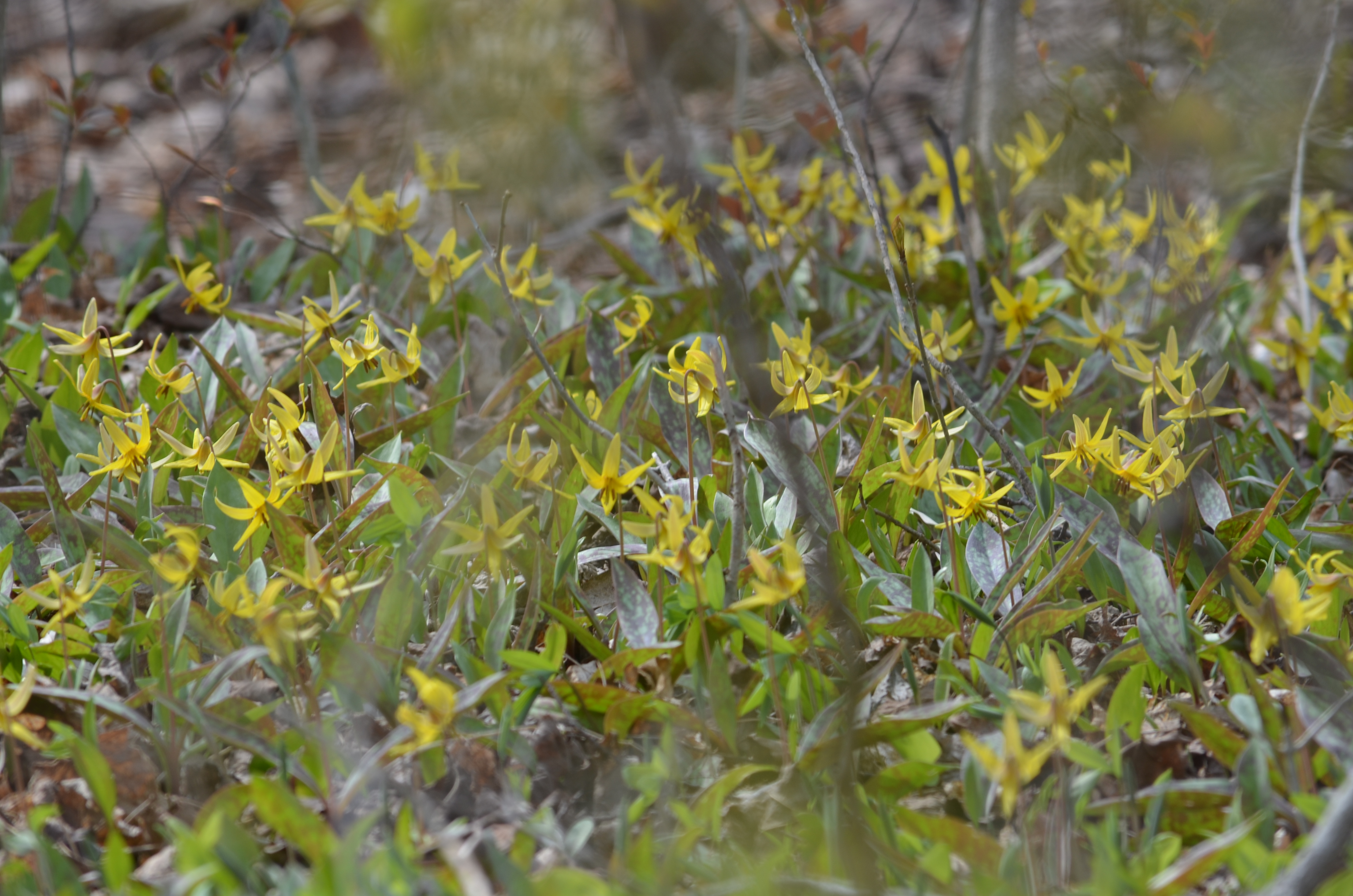 Wildflowers in a forest