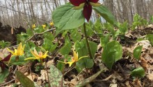 Trout lilies with a tritium