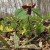 Trout lilies with a tritium