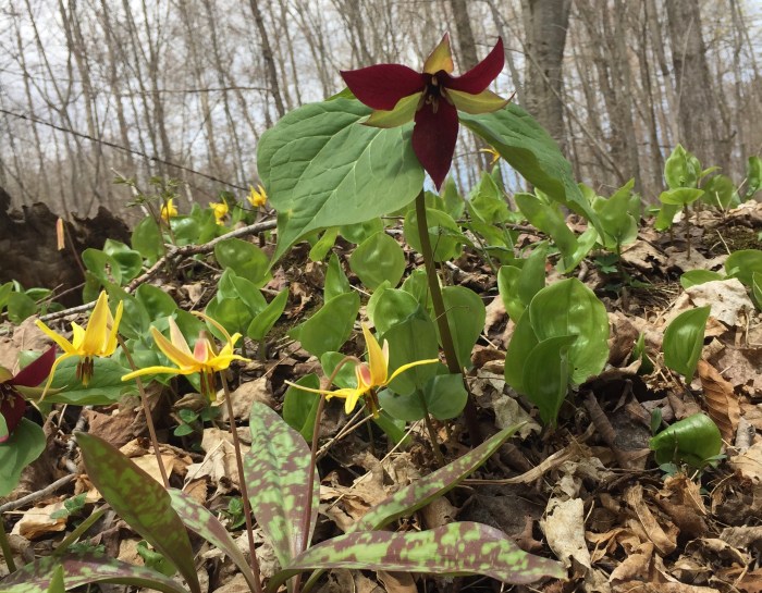 Trout lilies with a trilium